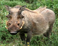 warthogs addo IMG_3918.jpg